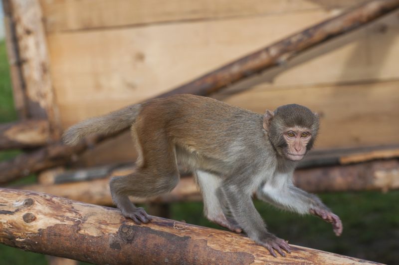 Ein Rhesusaffe im Außengehege des DPZ. Mit MRT wollen die Wissenschaftler zukünftig die Funktionsweise der Gehirns von dieser und anderen Affenarten untersuchen. Foto: Karin Tilch