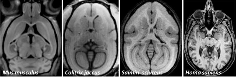 Blick in den Kopf: MRT-Schnittbilder vom Gehirn einer Maus (Mus musculus), eines Weissbüschelaffens (Callithrix jacchus), eines Totenkopfaffens (Saimiri sciureus) und eines Menschen (Homo sapiens). Aufnahme: Susann Boretius