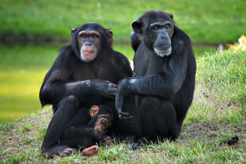 Eine Schimpansenfamilie. Foto: Tiago Jorge da Silva Estima /Shutterstock