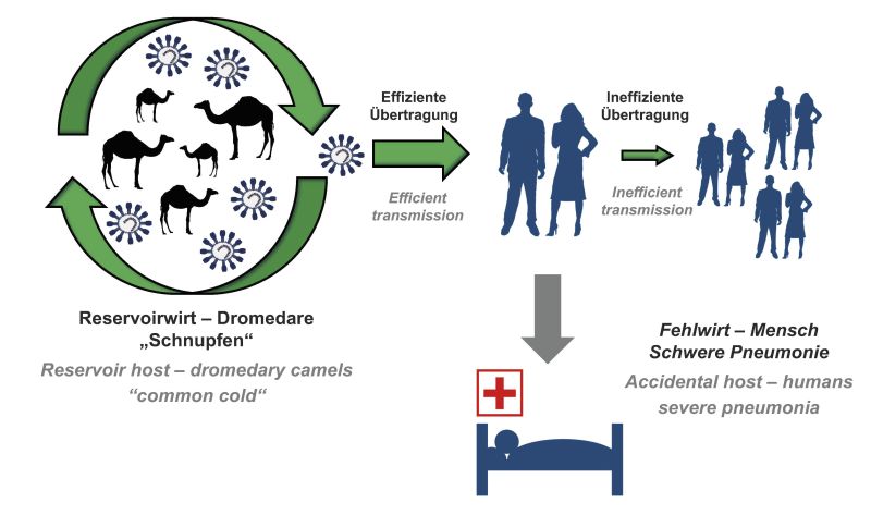 Sollte die Übertragung von Mensch zu Mensch durch Mutationen des Virus effizienter werden, droht eine MERS-Pandemie. Abbildung: Markus Hoffmann