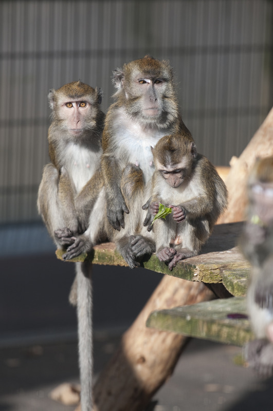 Javaneraffen (Macaca fascicularis) in der Tierhaltung am Deutschen Primatenzentrum. Foto: Anton Säckl