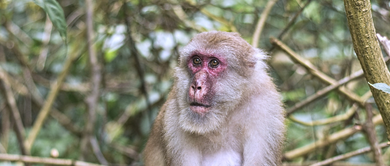 Deutsches Primatenzentrum: Gut microbiota of wild Assamese macaques become  more unique with age