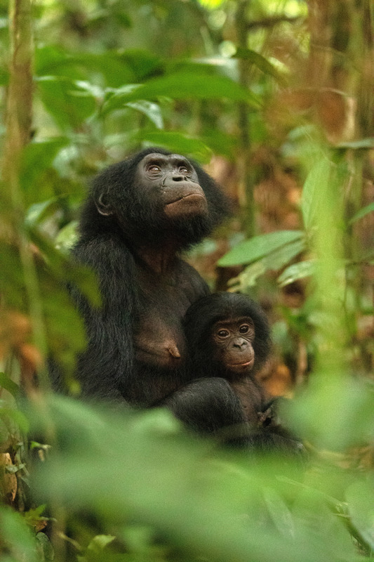 Bonobo-Weibchen mit ihrem Jungtier. Foto: Sean M. Lee