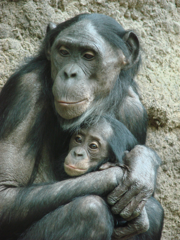 Eine Bonobo-Mutter mit Jungtier. Foto: Verena Behringer