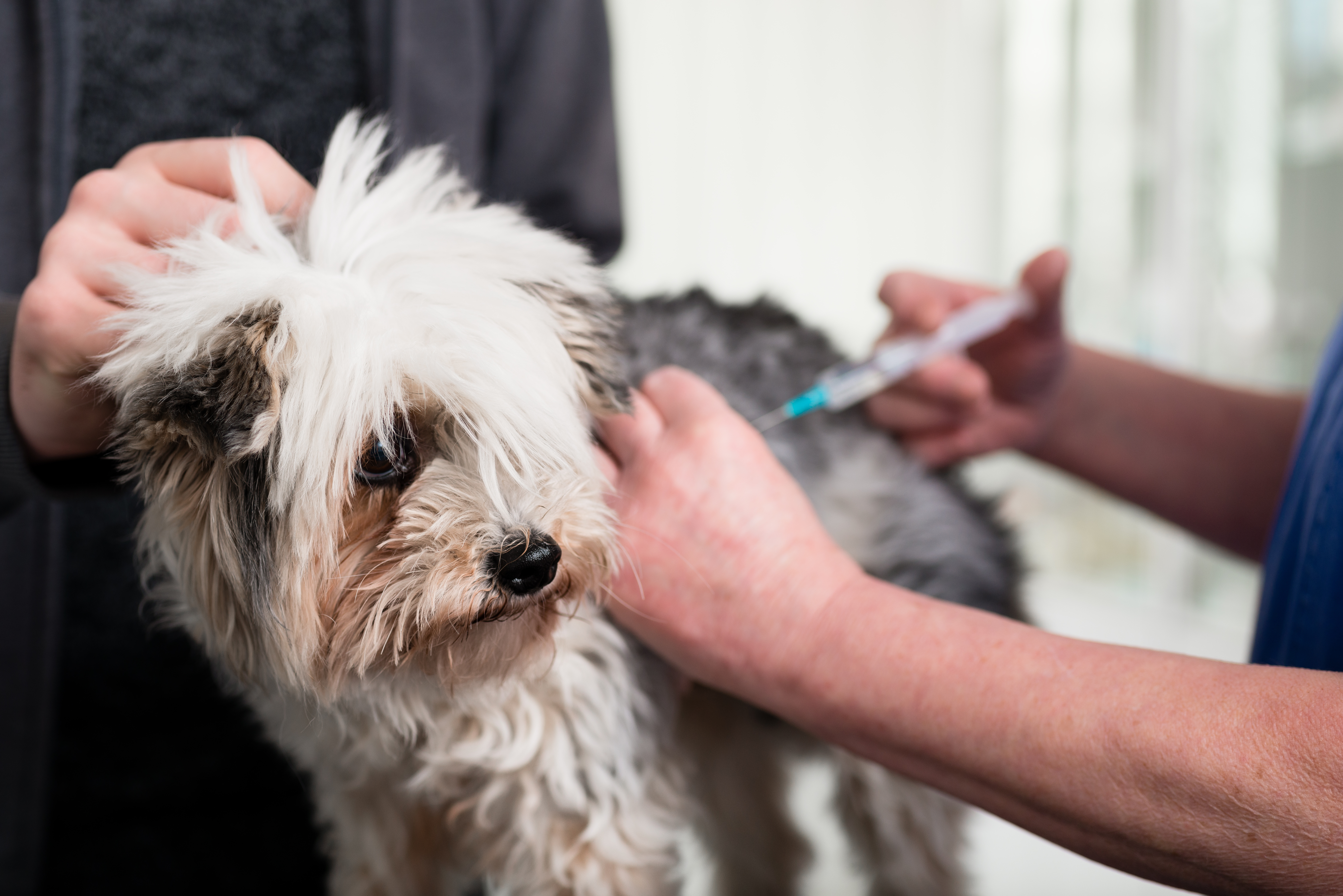 Die Impfung gegen das tödliche Parvovirus bei Hunden wurde auf Basis von Tierversuchen entwickelt. Foto: Kzenon – stock.adobe.com