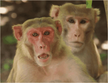 (c) Brent & Dubuc, 2007 (Rhesus Macaque Colouration)