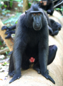(c) Engelhardt, 2007 (Black-crested Macaque)