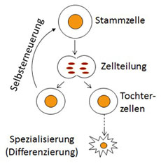 (c) Stammzellbiologie