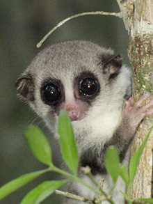Western fat-tailed dwarf lemur